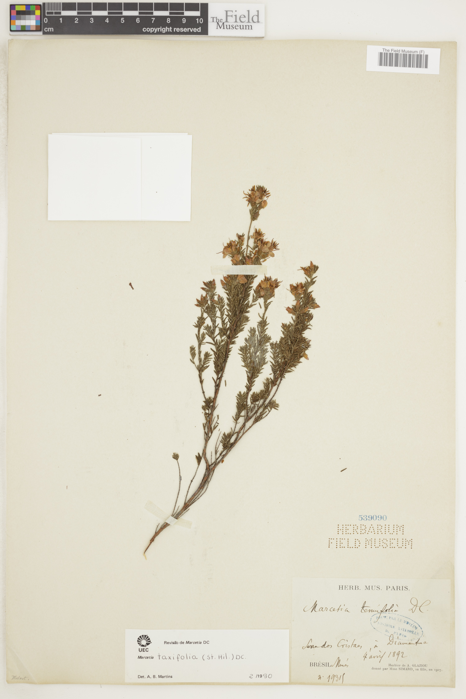 Marcetia taxifolia image