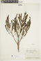 Marcetia taxifolia image