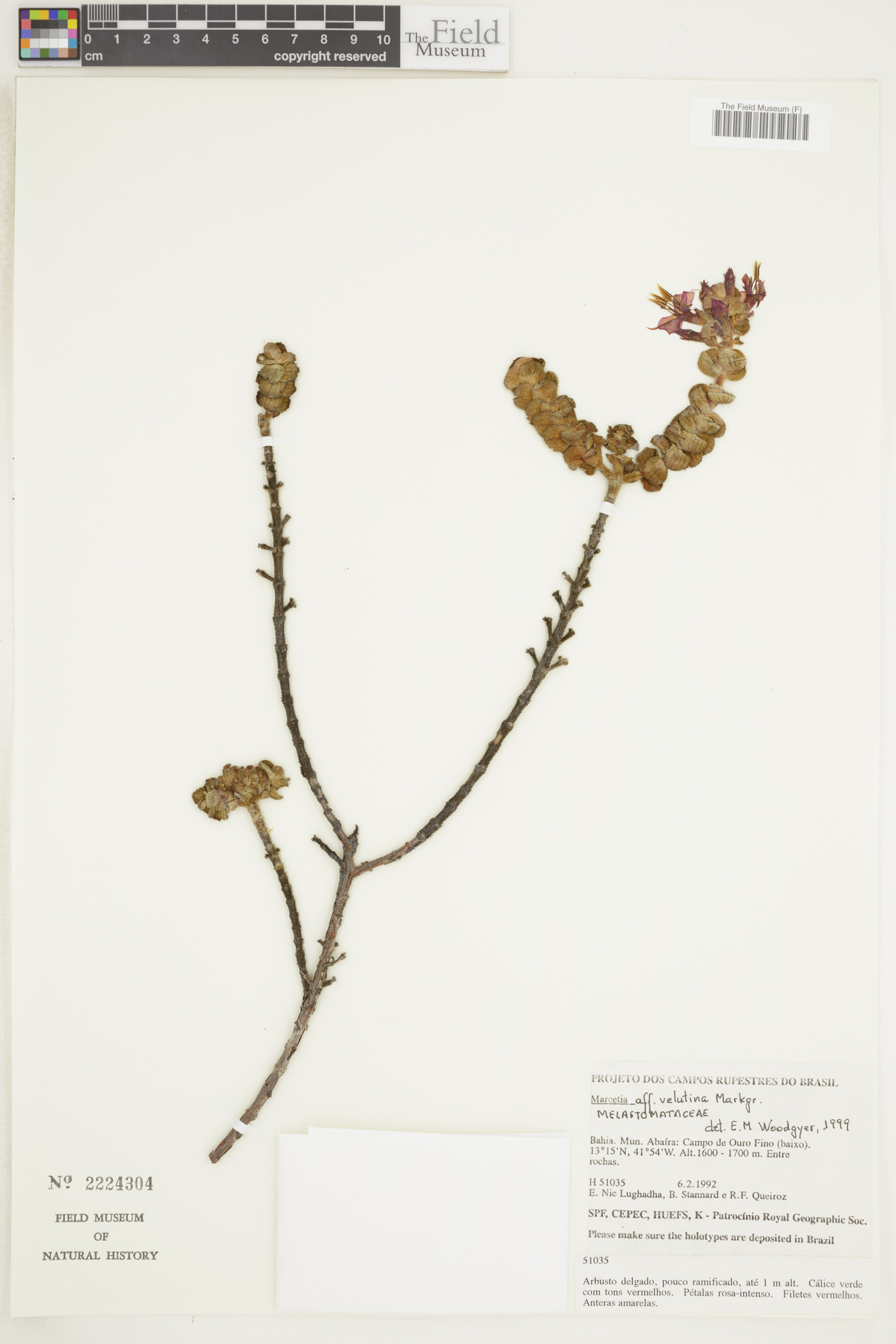 Marcetia velutina image