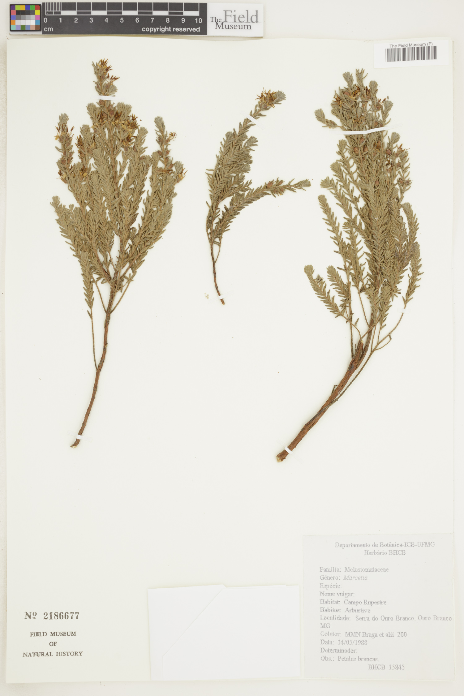 Marcetia image