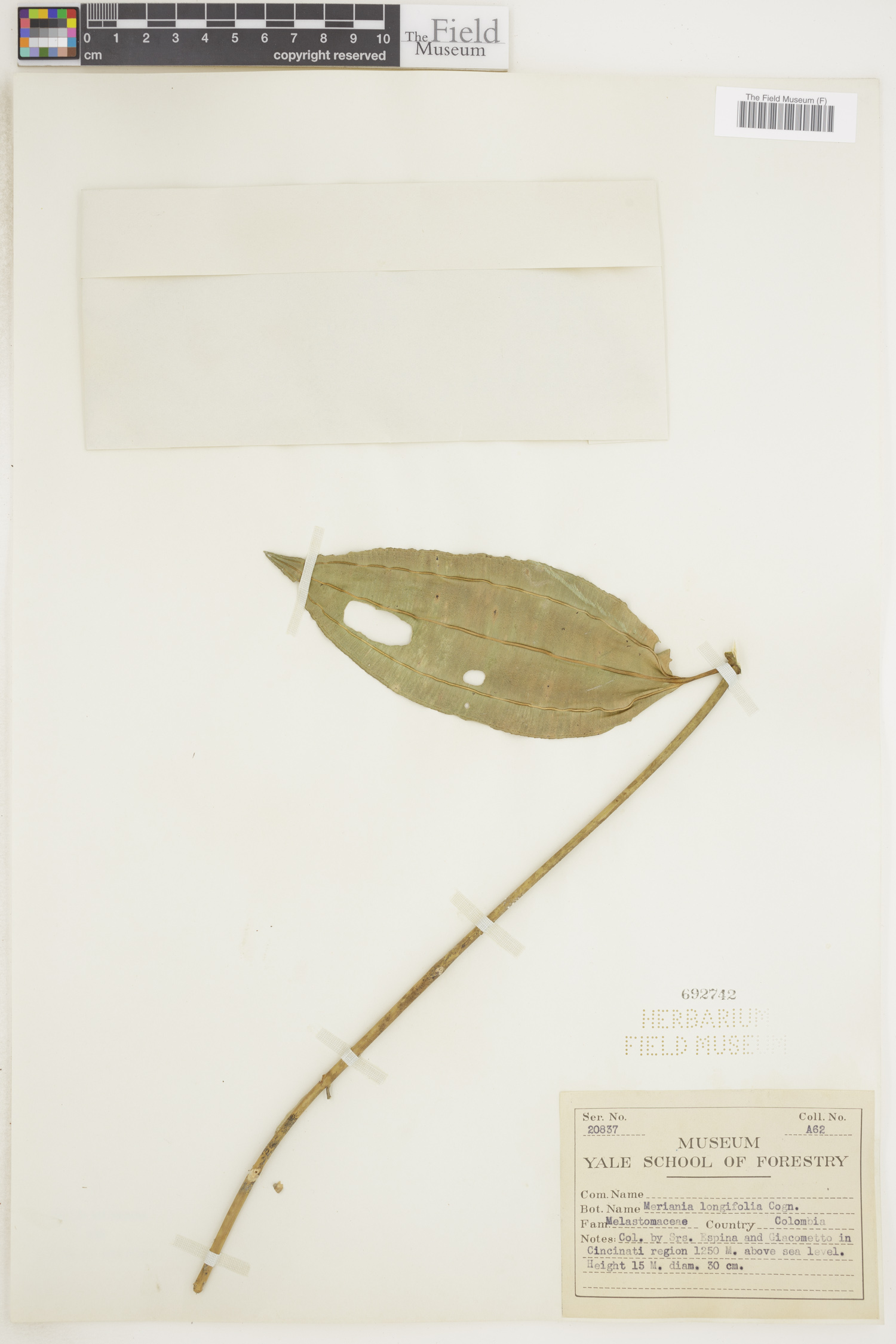 Meriania longifolia image