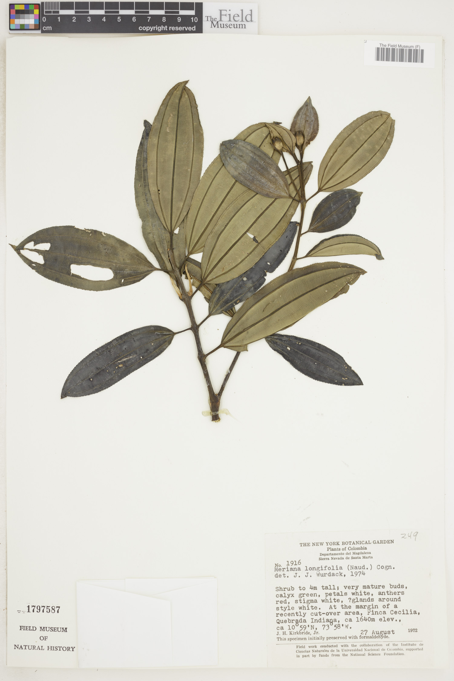 Meriania longifolia image