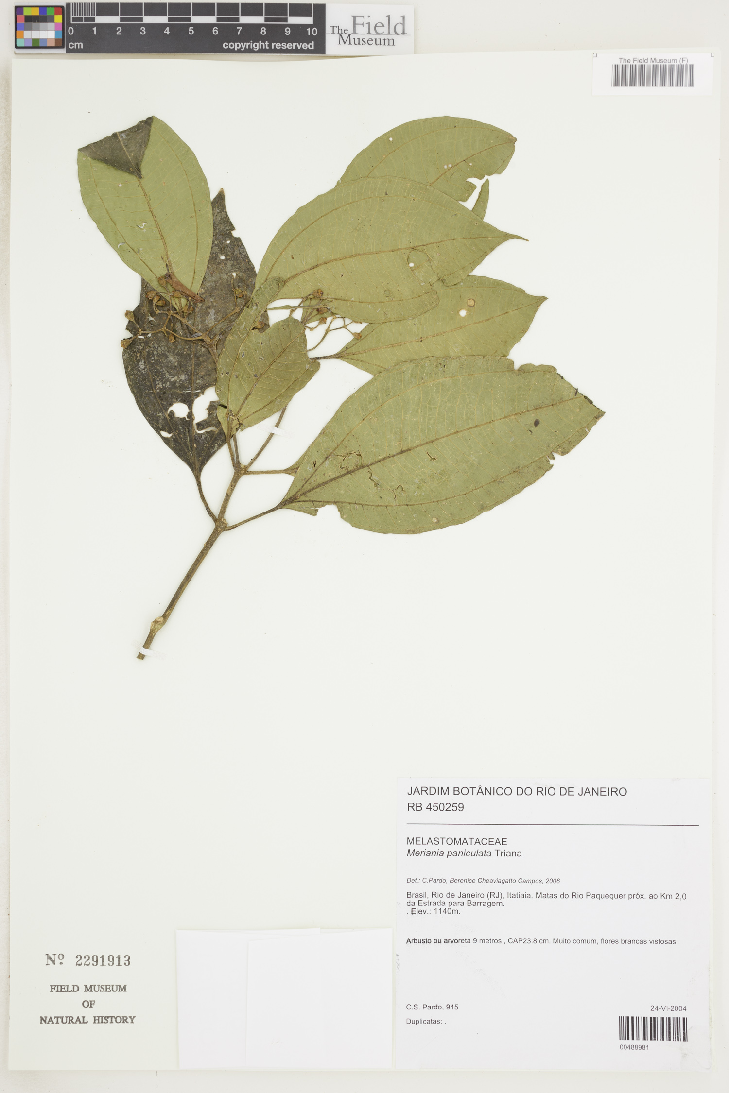 Meriania paniculata image
