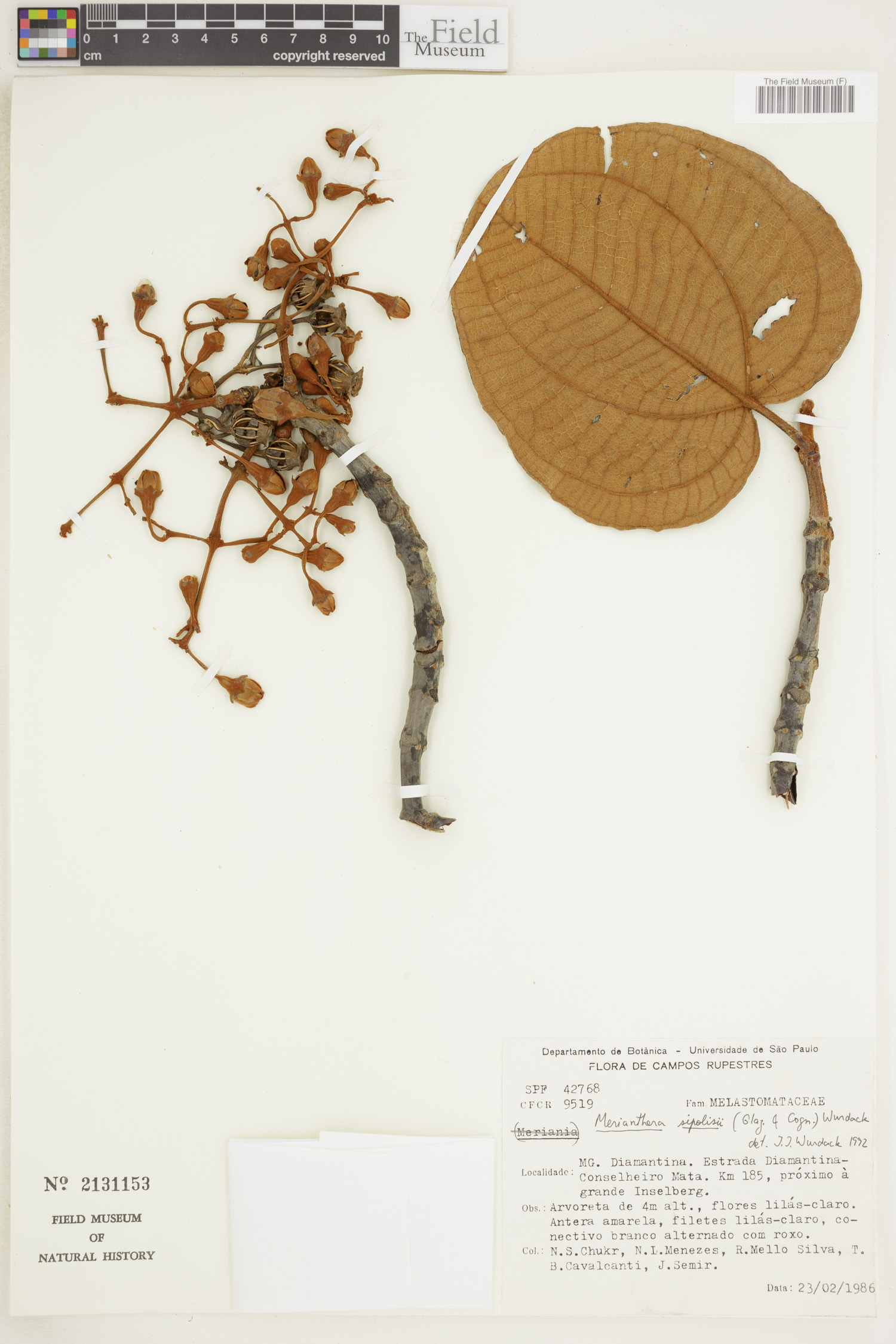 Merianthera image