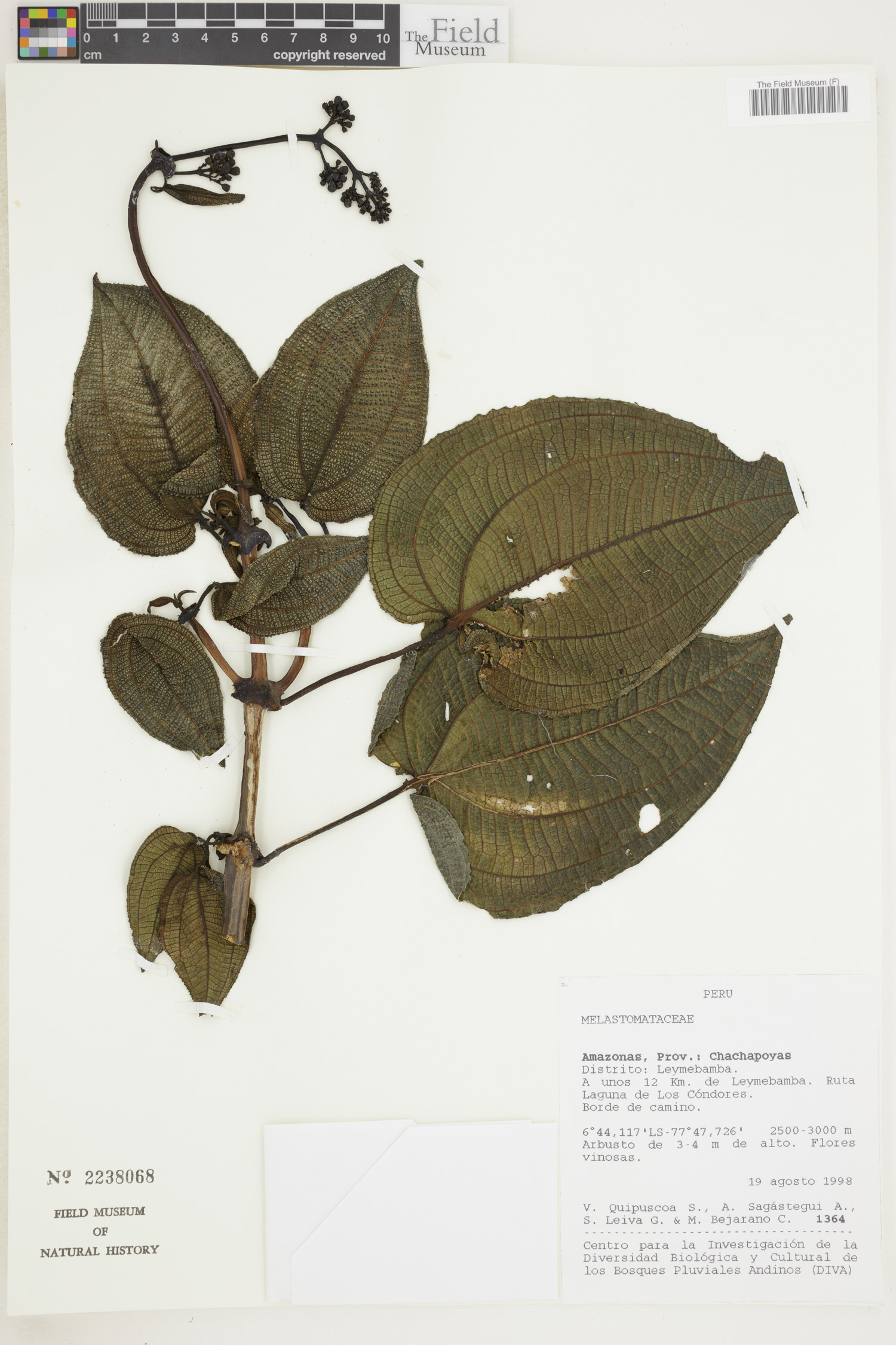 Meriania tetragona image