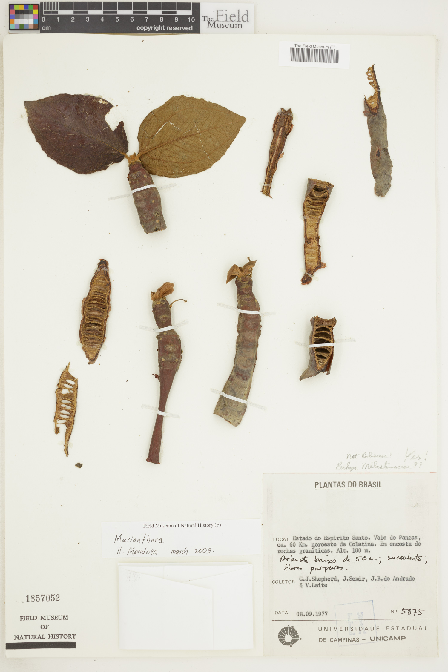 Merianthera