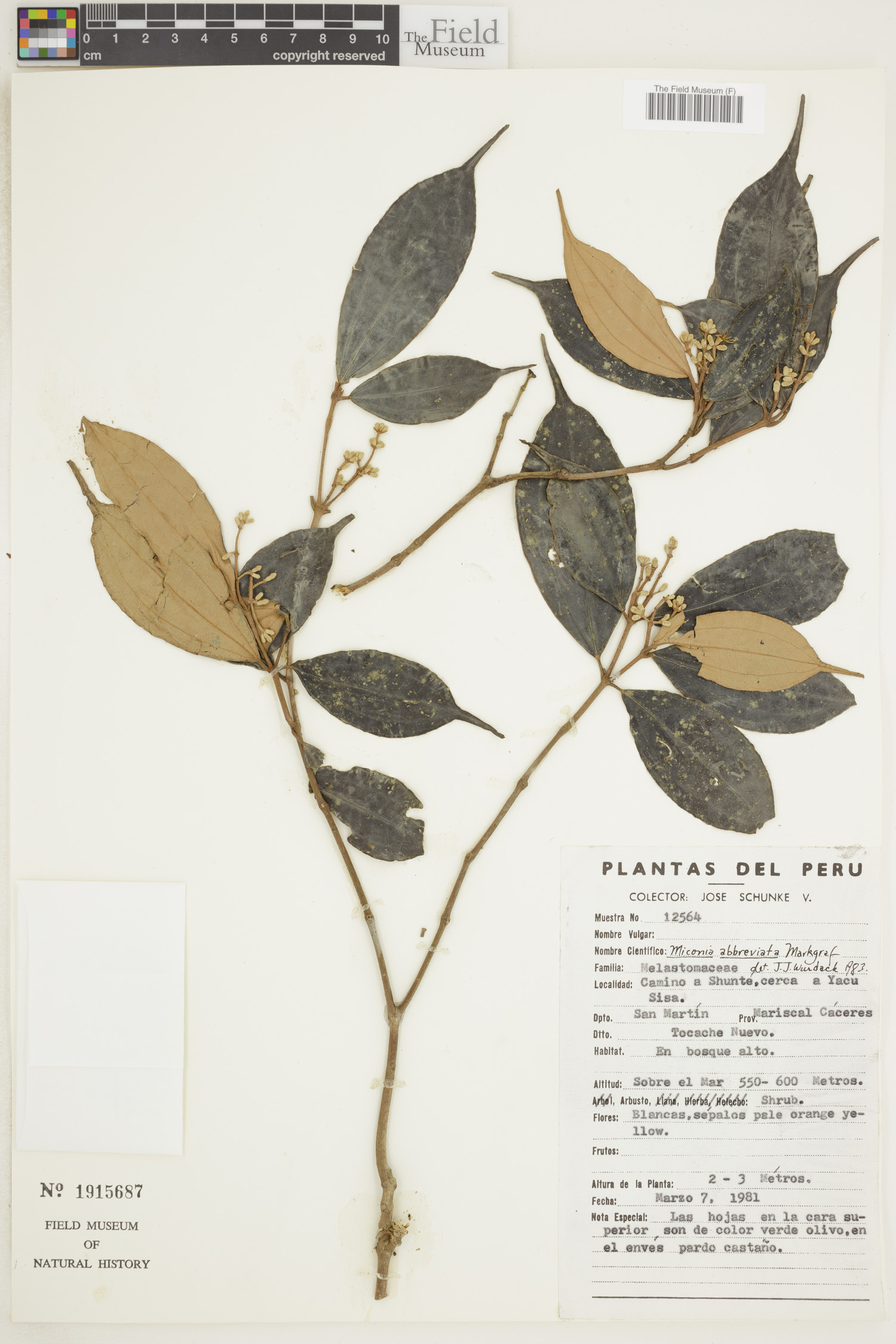 Miconia abbreviata image