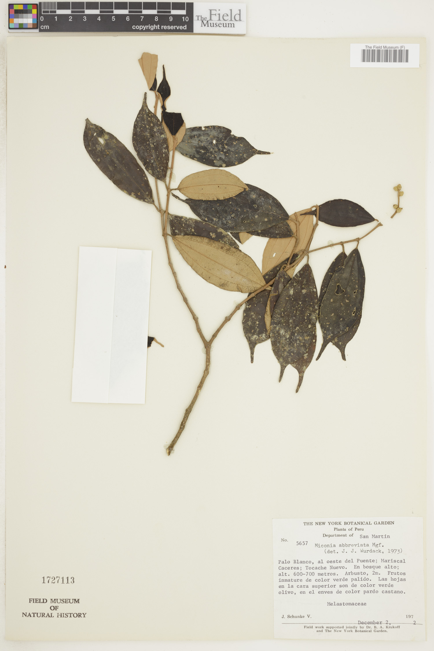 Miconia abbreviata image