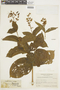 Miconia acinodendron image