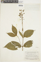 Miconia acinodendron image