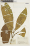 Miconia acuminifera image