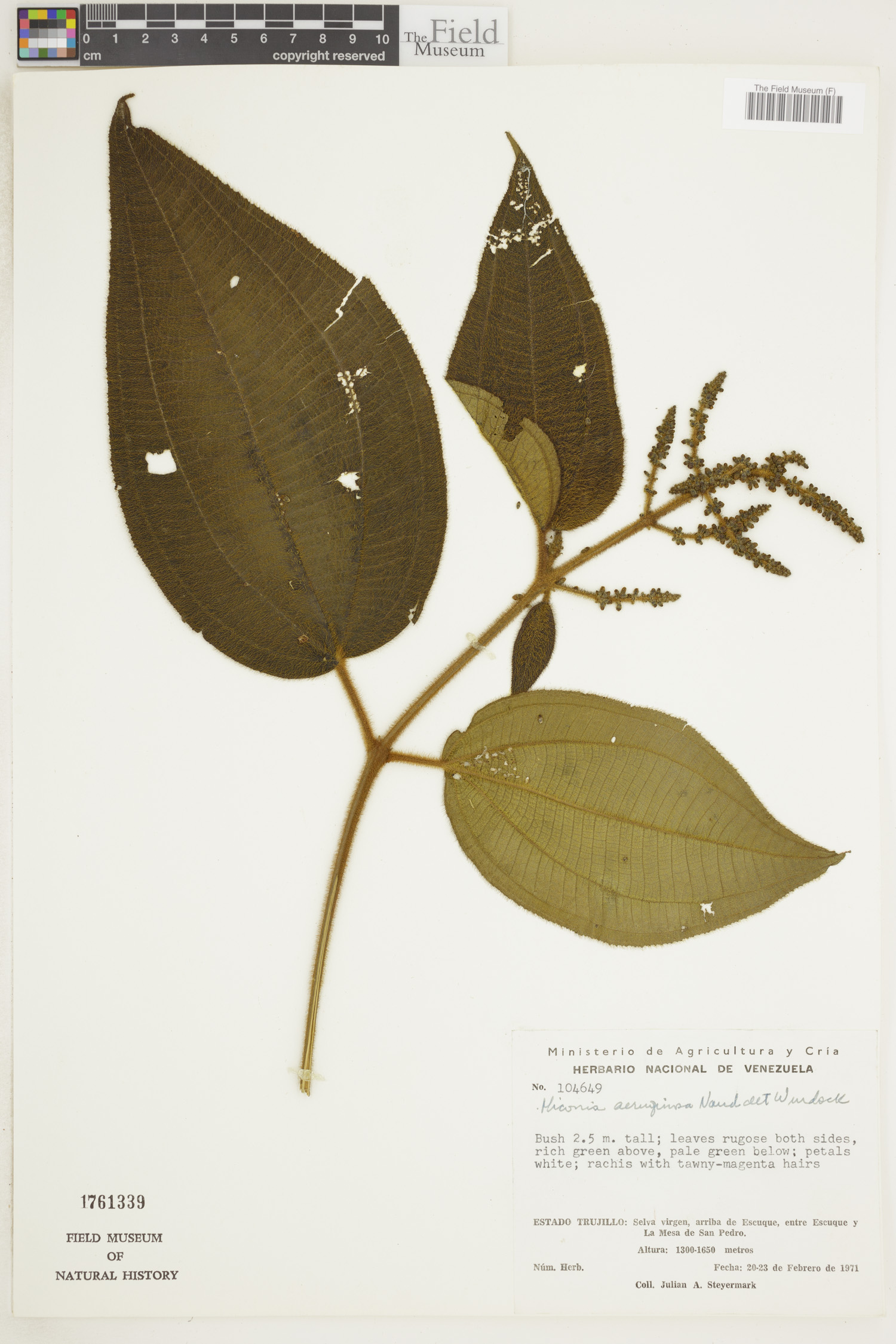 Miconia aeruginosa image