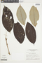 Miconia argyrophylla image