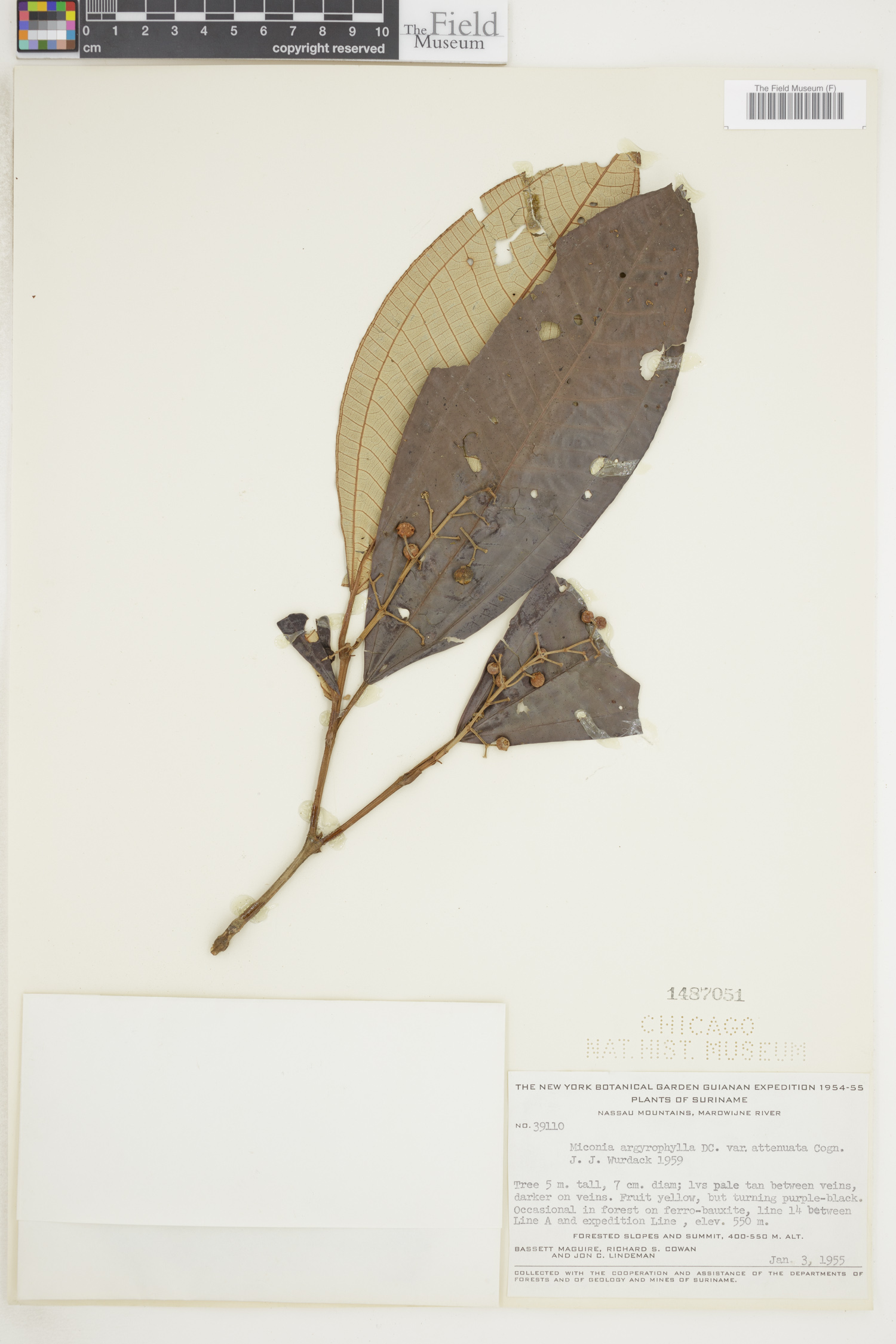 Miconia argyrophylla subsp. argyrophylla image