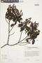Miconia arbutifolia image