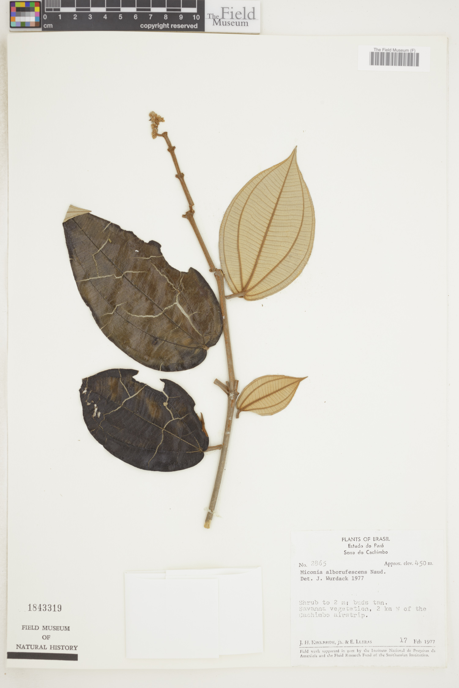 Miconia alborufescens image