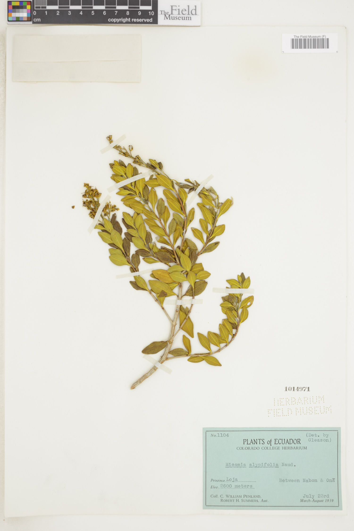 Miconia alypifolia image