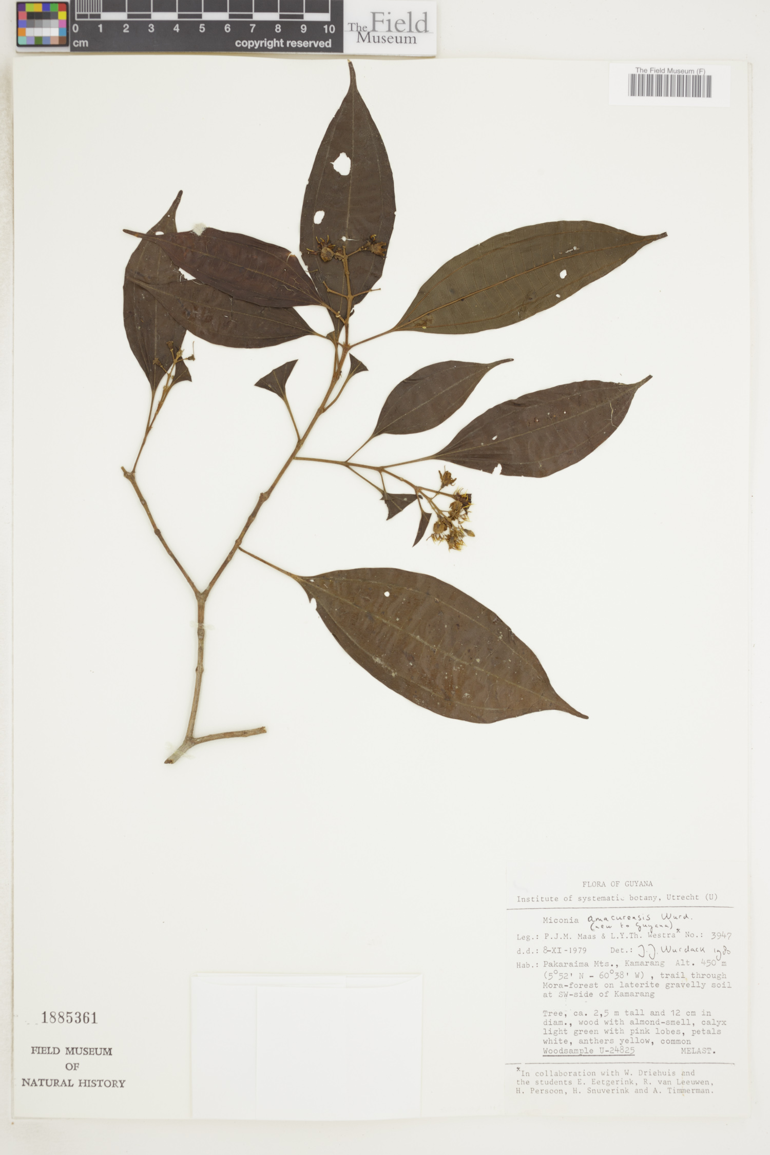 Miconia amacurensis image