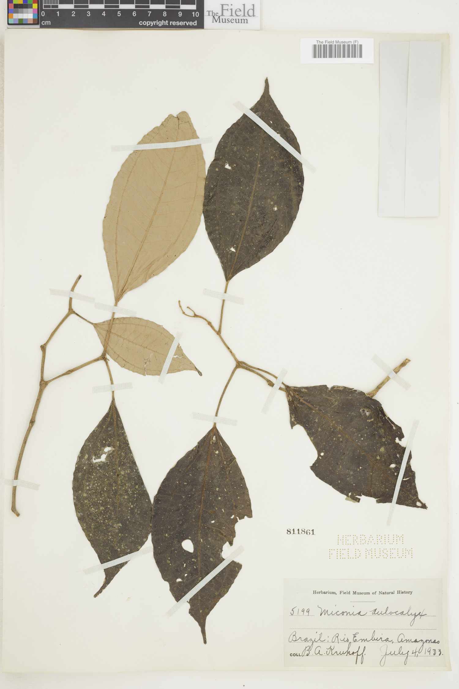 Miconia aulocalyx image