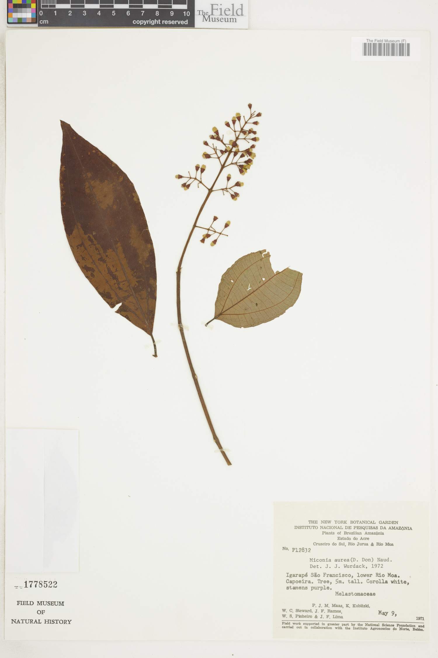 Miconia aurea image