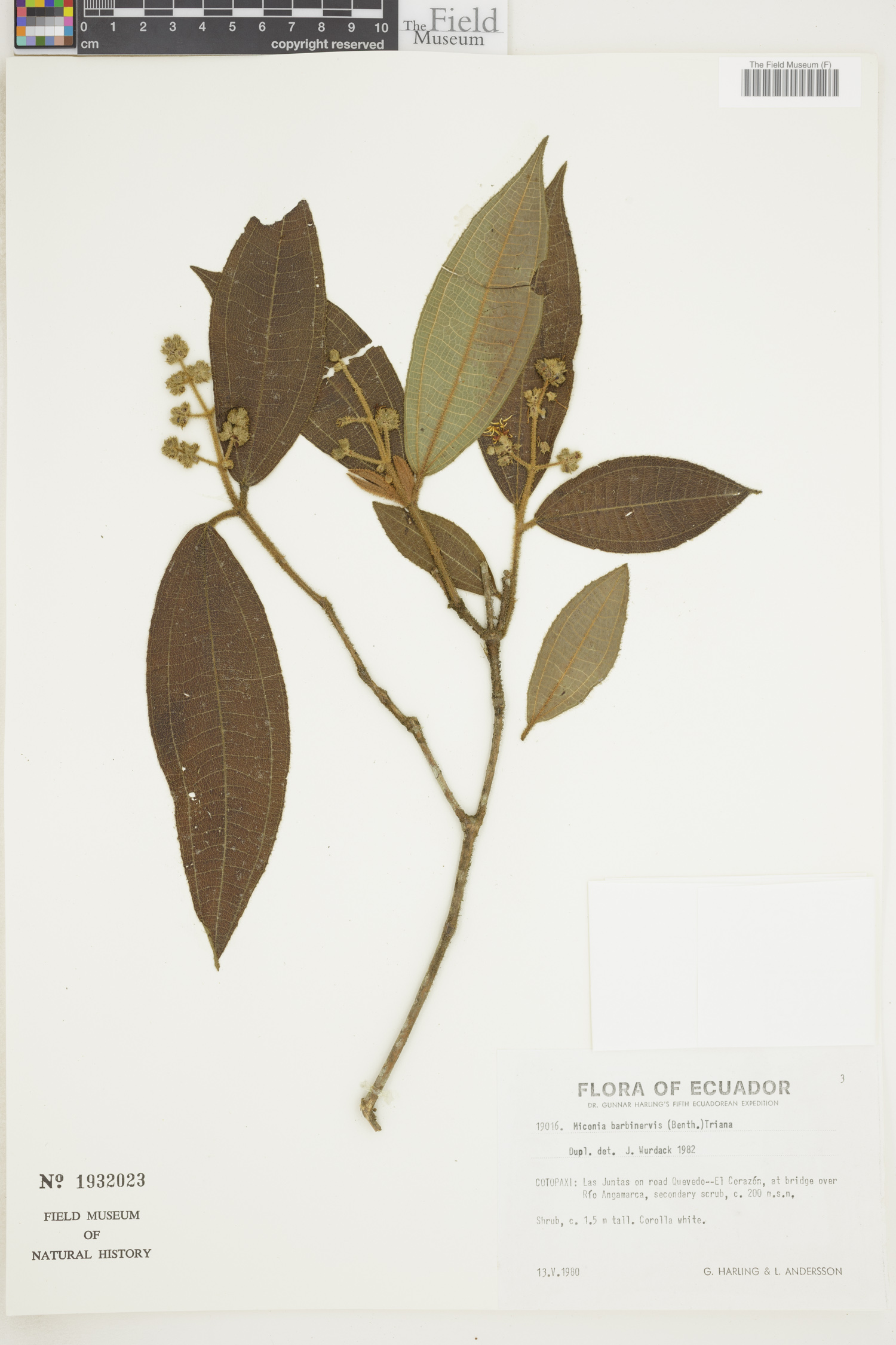 Miconia barbinervis image