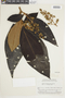 Miconia biglandulosa image