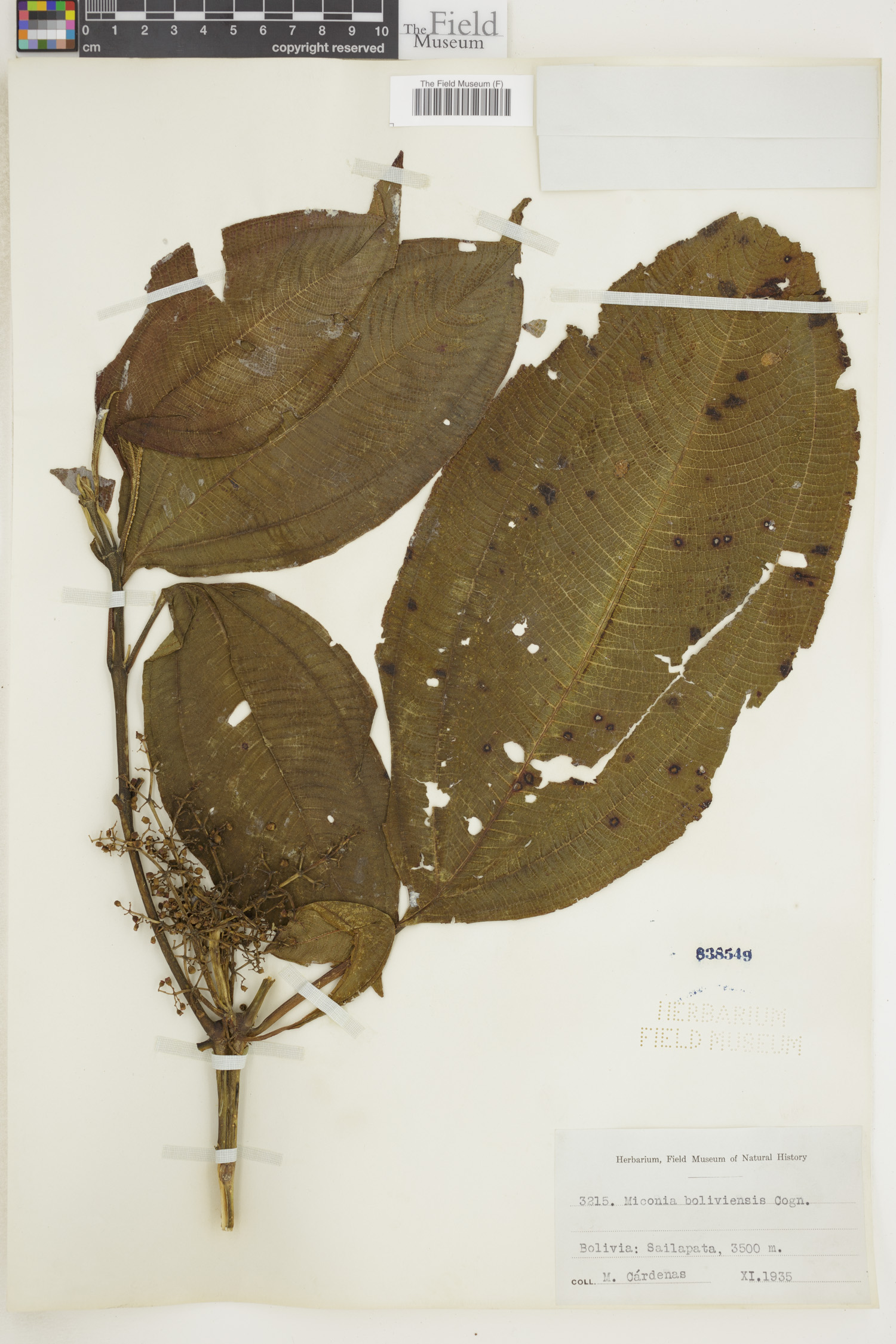 Miconia boliviensis image