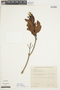 Huberia ovalifolia image