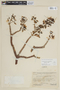 Graffenrieda rotundifolia image