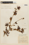 Calliandra purpurea image