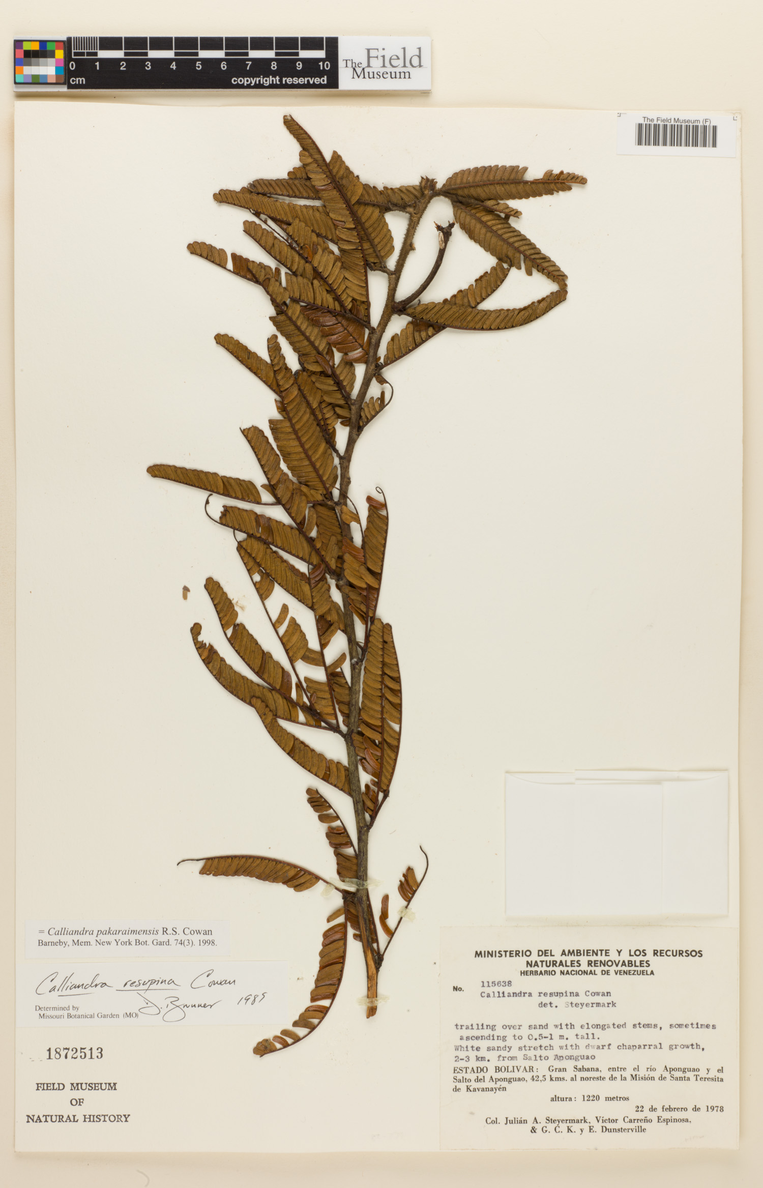Calliandra pakaraimensis image