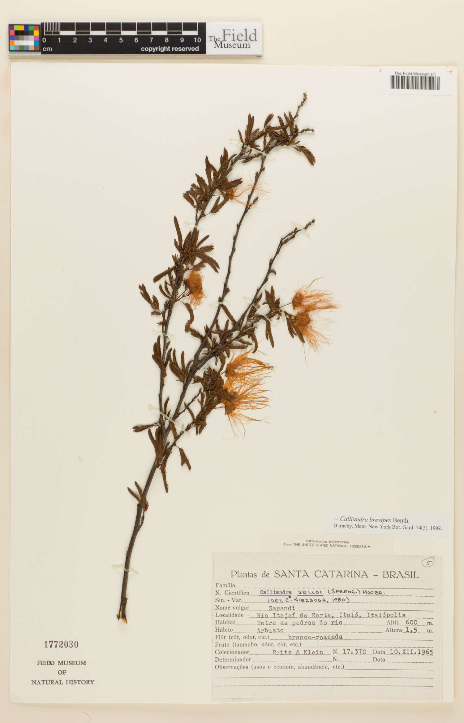 Calliandra brevipes image