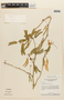Calliandra silvicola image