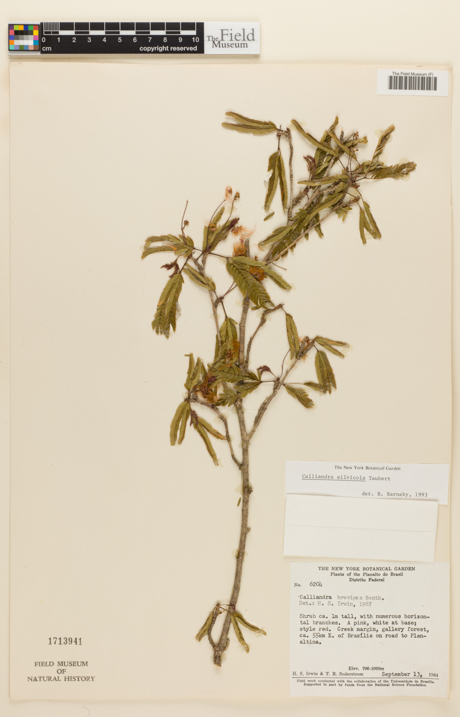 Calliandra silvicola image
