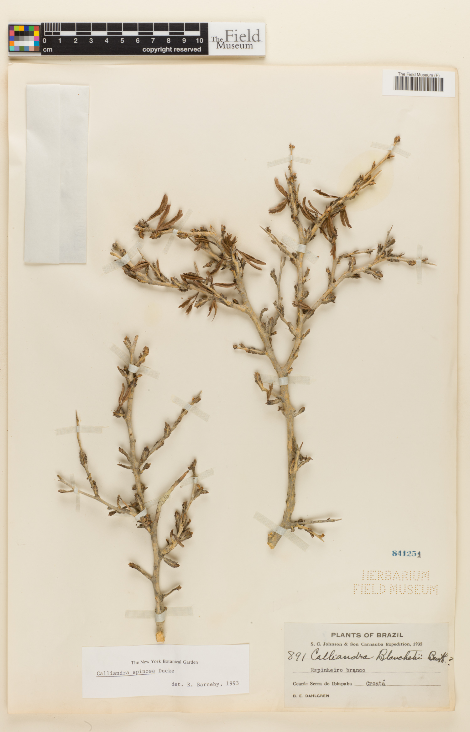 Calliandra spinosa image