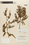 Calliandra laxa var. stipulacea image