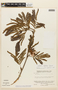 Calliandra laxa var. stipulacea image