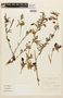 Calliandra taxifolia image