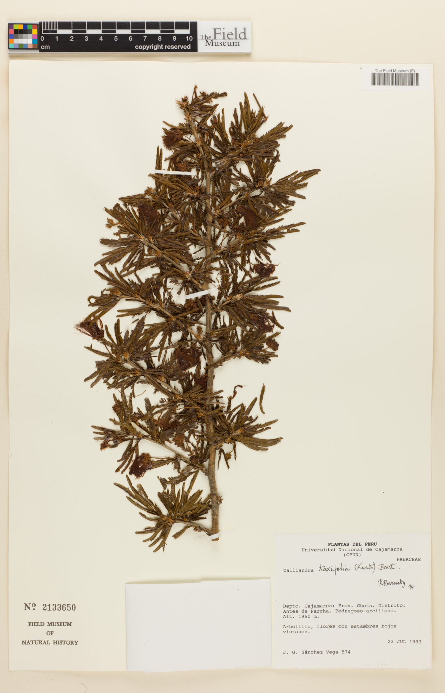 Calliandra taxifolia image