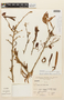 Calliandra taxifolia image
