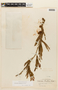 Calliandra subspicata image