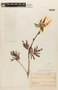Calliandra dysantha var. turbinata image