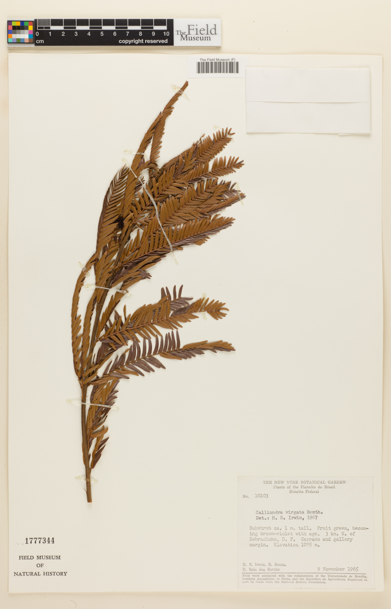 Calliandra virgata image