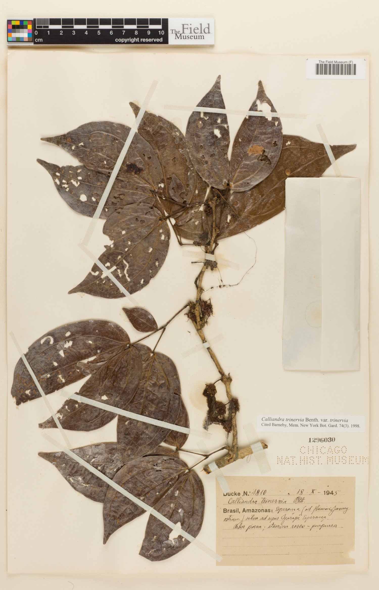 Calliandra trinervia image