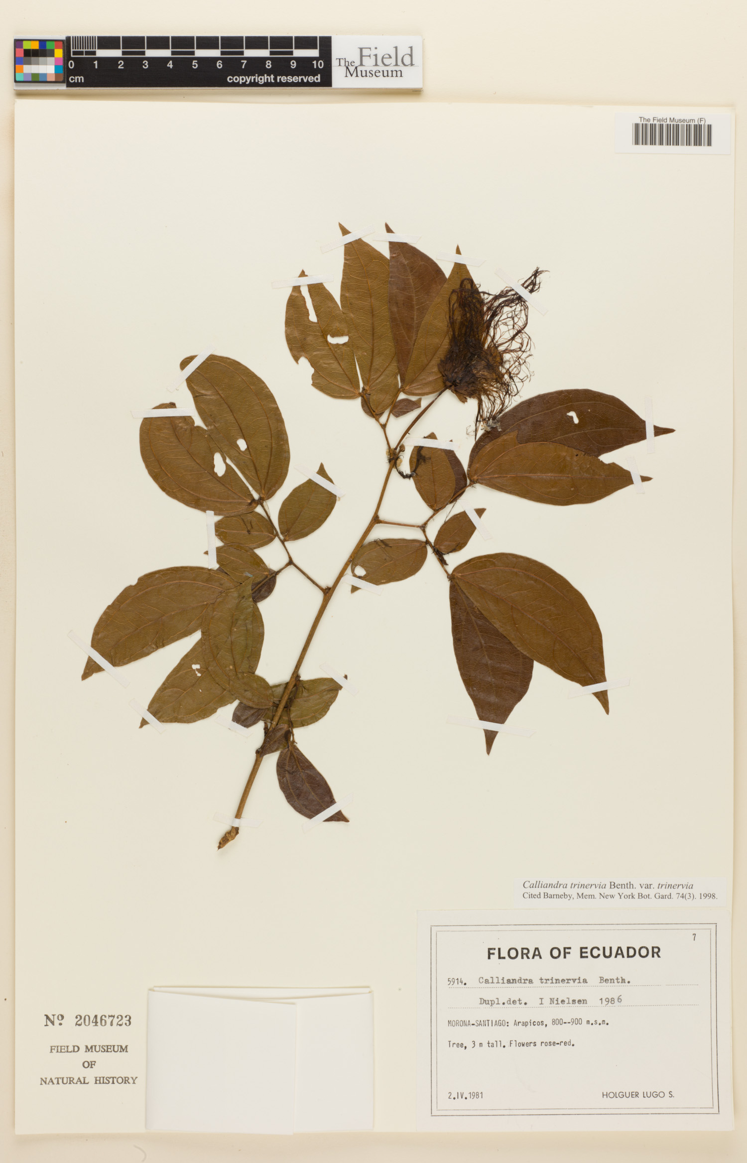 Calliandra trinervia var. trinervia image