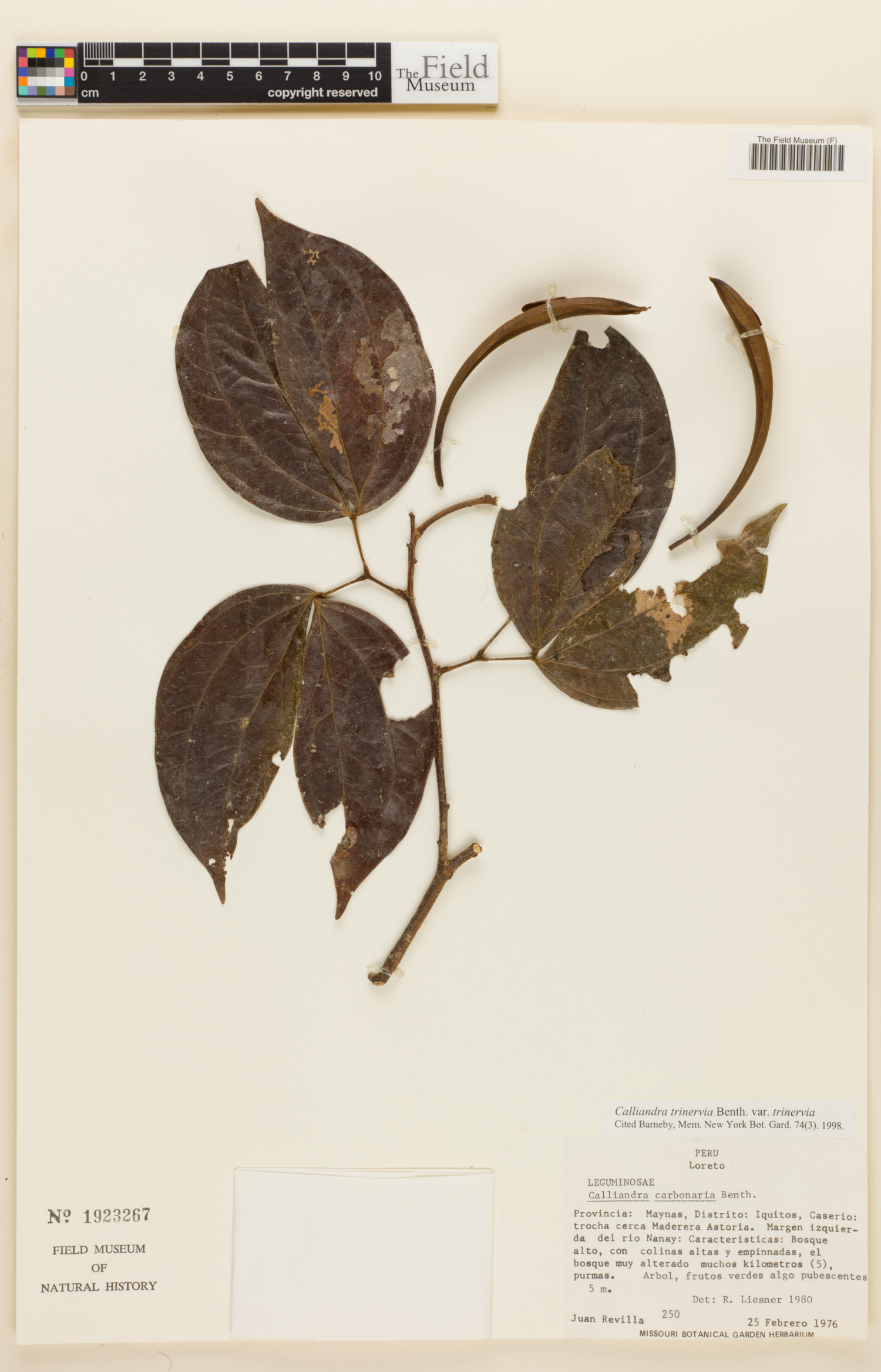 Calliandra trinervia image