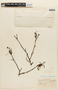 Calliandra trinervia var. paniculans image