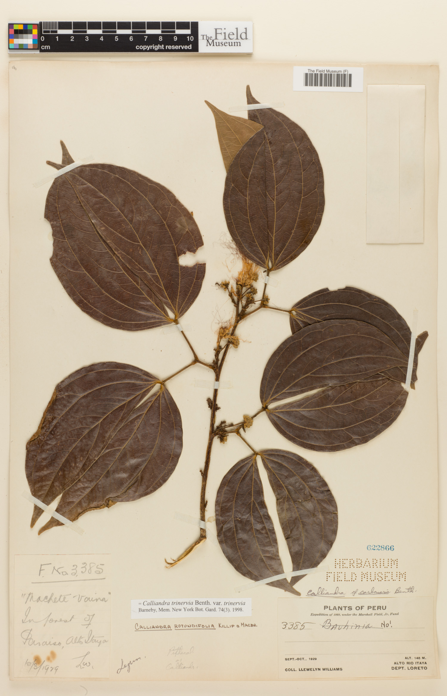 Calliandra trinervia var. trinervia image