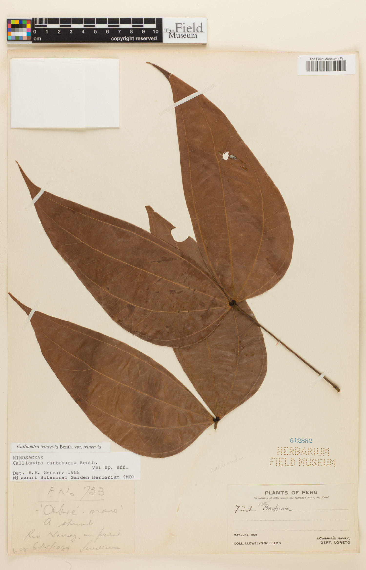 Calliandra trinervia image