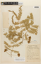 Cojoba arborea var. angustifolia image